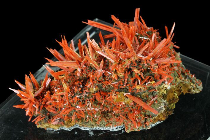 Bright Orange Crocoite Crystal Cluster - Tasmania #148535